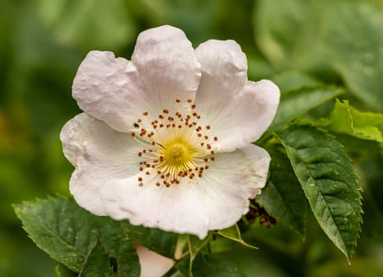 canva-white-flower-in-macro-shot-MAEPrxQsVx8